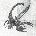 Digital Artist and Producer Scorpio Black